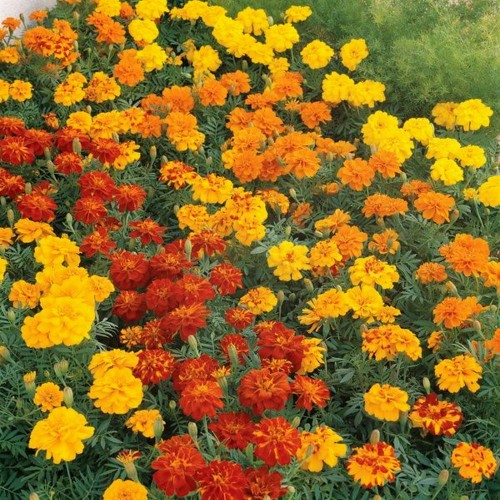 Tagetes patula Texana® 'Elite' mix - Madal peiulill Texana® 'Elite' mix P9/0,55L
